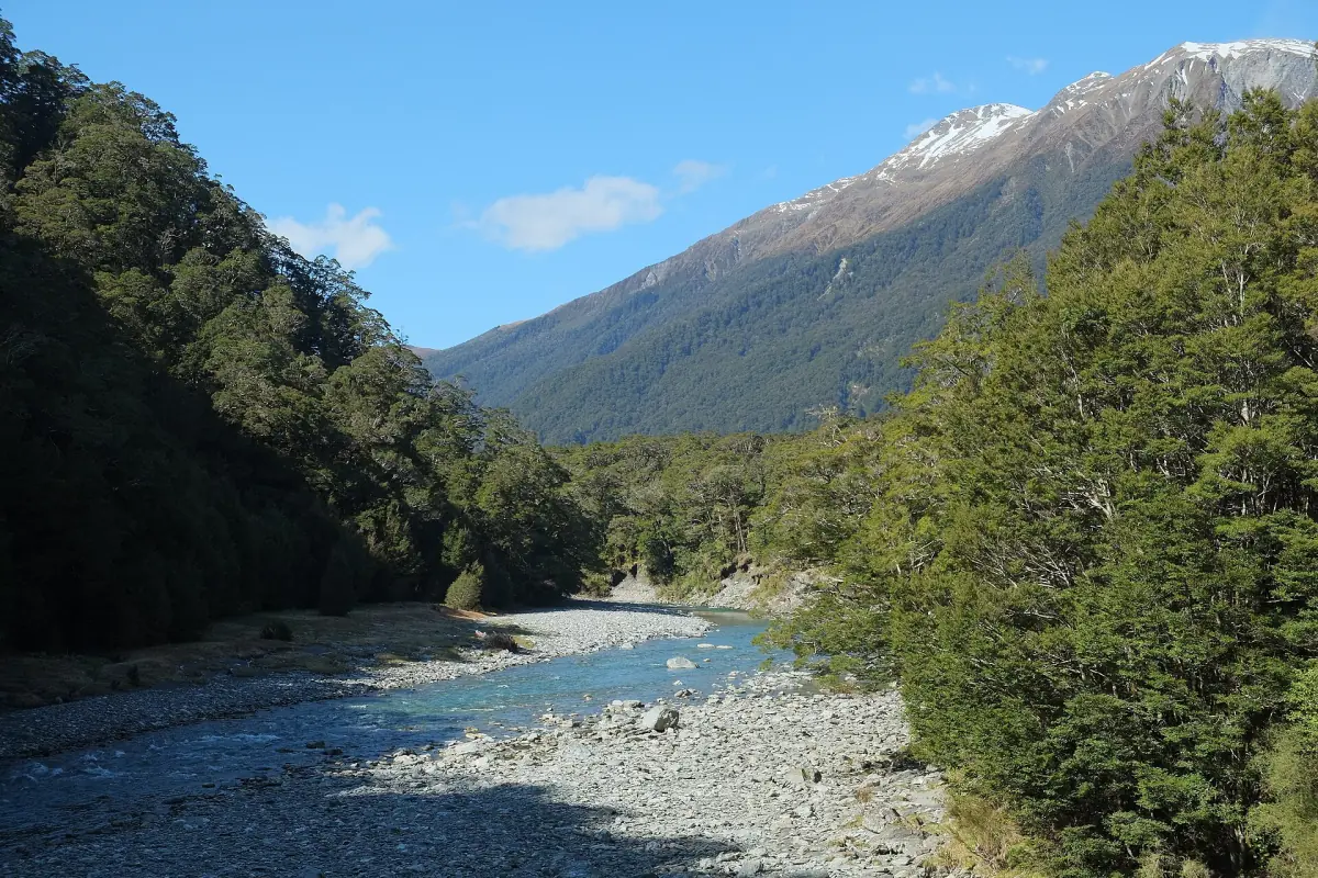 Beech forest along the Makarora River