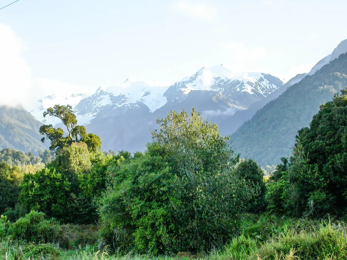 Snowy peaks above the forest on the Haast Pass