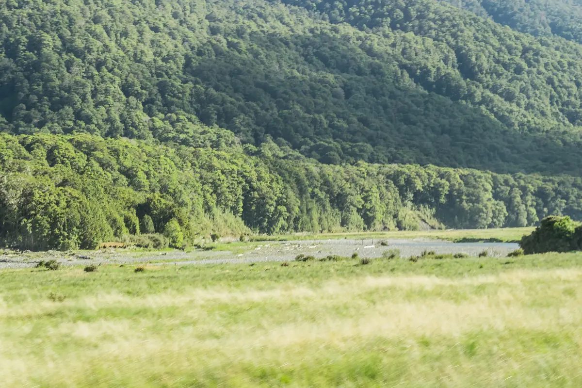 The green valley of the Makarora River