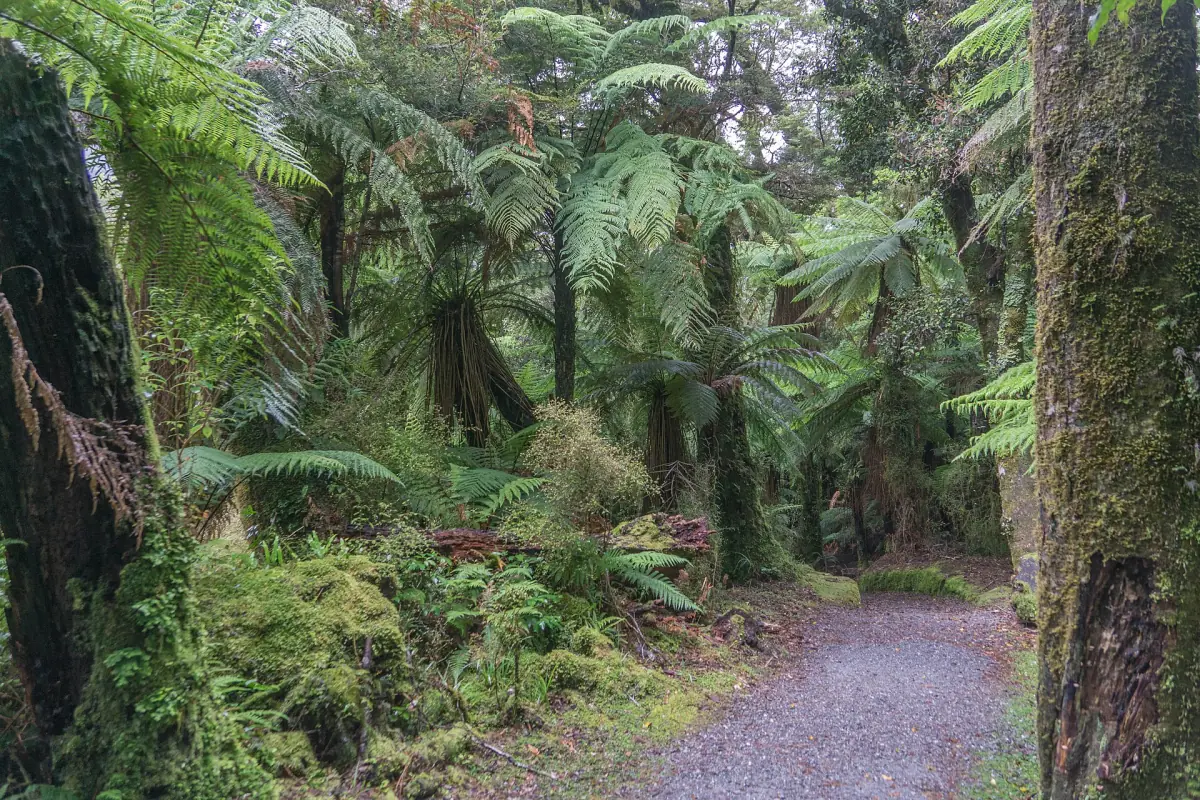 A rainforest path with tree ferns on the Roaring Billy walk